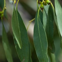Cider Gum Eucalyptus